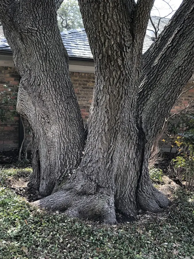 Mature heritage tree close to a Sagamore property cared for by certified arborists